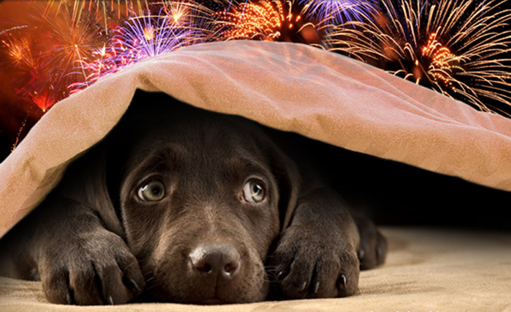 Top 10 Tips For Calming Your Dog's July 4th Fireworks Fears